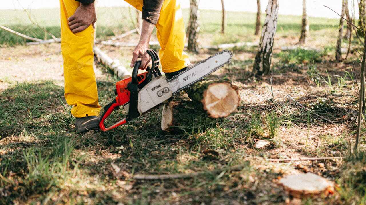 Tree Root Removal in Mountain View, MO